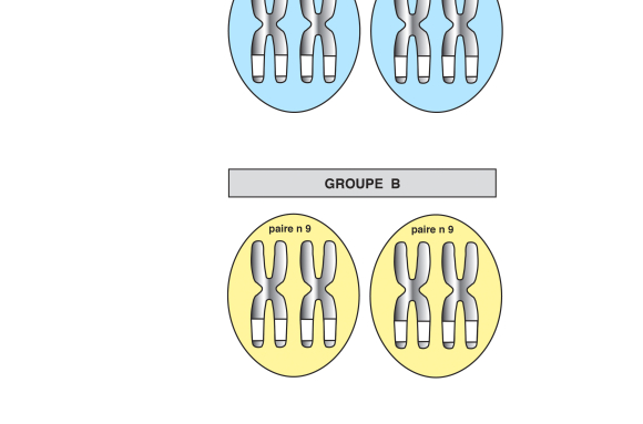 Les groupes sanguins chez l'Homme - exercice